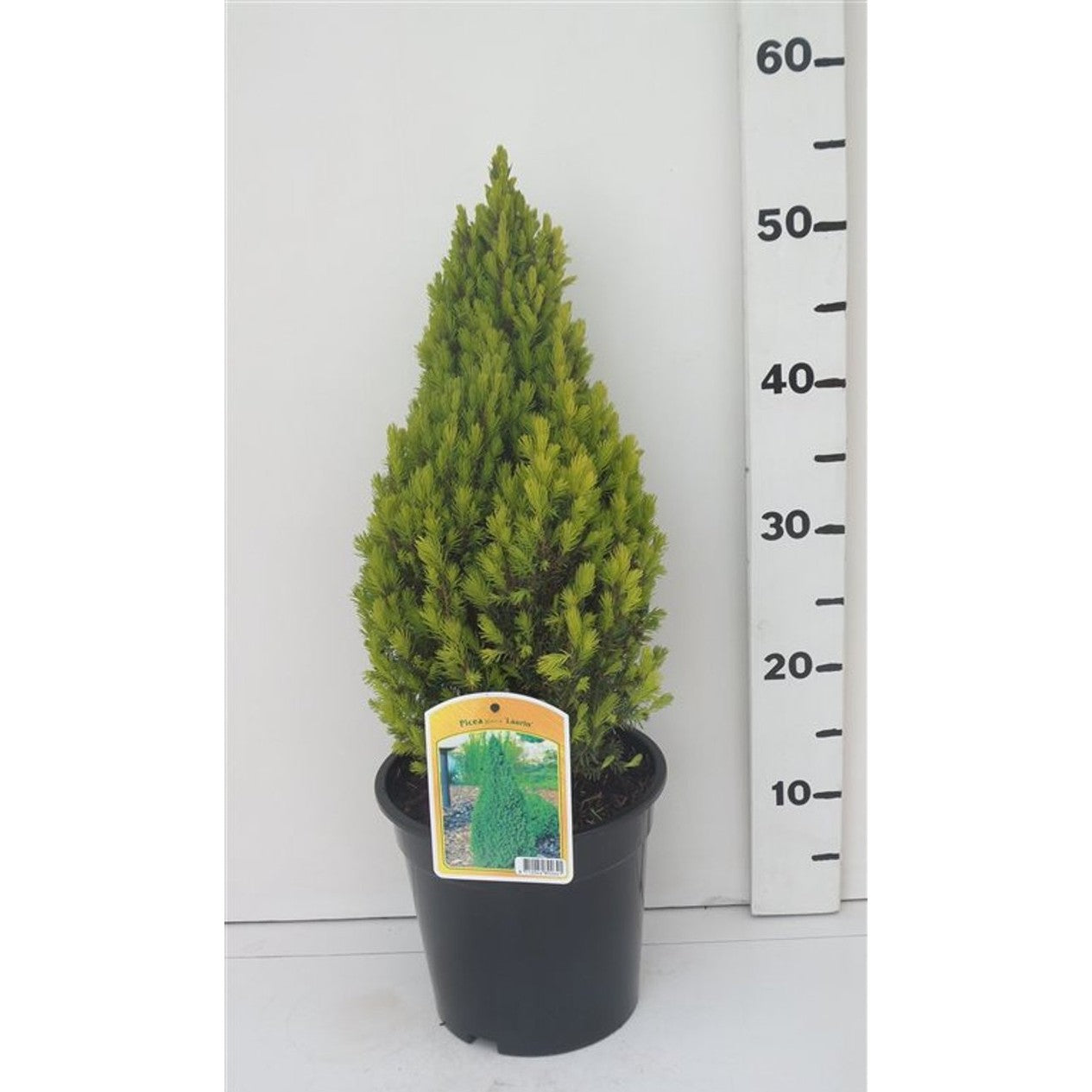 Vitgran – Picea glauca 'Laurin' - C3 35-40 CM